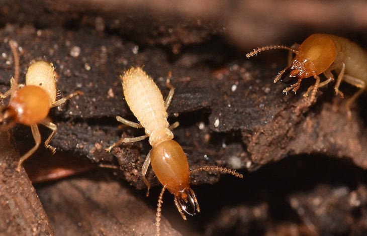 How to Effectively Remove Termites in Spring