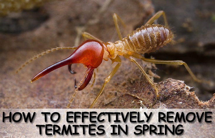 termite protection Brisbane